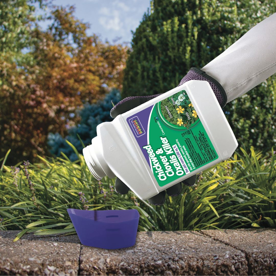 Chickweed, Clover & Oxalis Killer Concentrate – Bonide – 16 oz